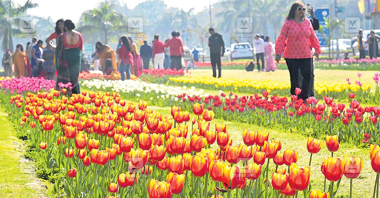 Spring In Delhi തലസ്ഥാനത്തിന് വീണ്ടും പ്രണയവർണം; നയനമോഹനം ടുലിപ് വസന്തം | Delhi tulips ...
