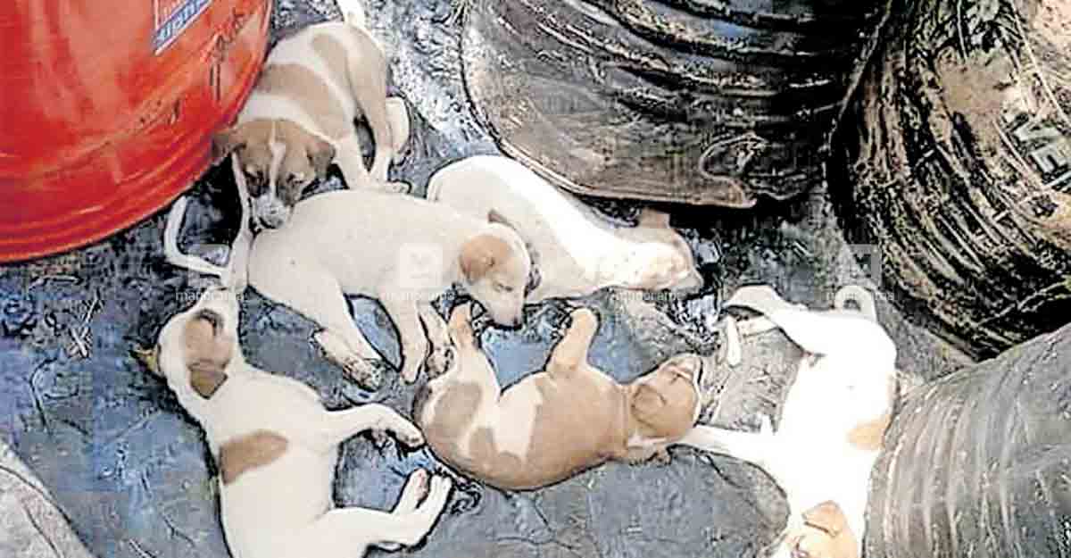 ടാറിൽ ഒട്ടിയ നായ്ക്കുട്ടികളെ നാട്ടുകാർ മണ്ണെണ്ണ ഒഴിച്ചു ടാർ ഇളക്കി