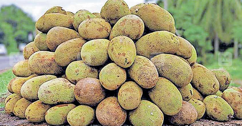 palakkad-jackfruit palakkad-jackfruit