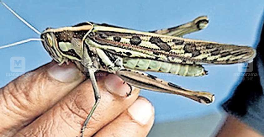 Praani Insect ആശങ്ക വേണ്ട ആ കിളികൾ വെട്ടില്ല