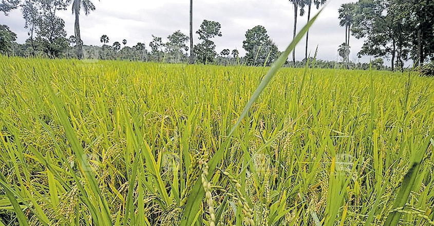 Paddy Field Kerala Paddy Field Kerala