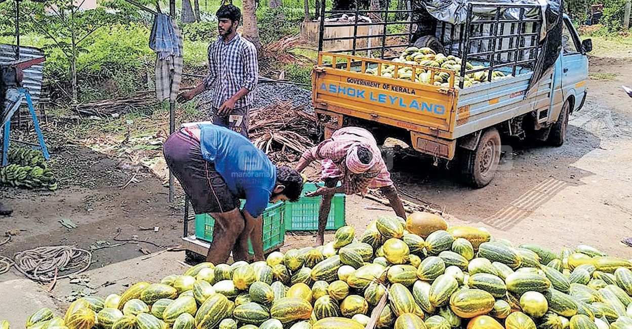 ഓണവിഭവം കെങ്കേമമാക്കി അട്ടപ്പാടിയിൽനിന്നു ചുരമിറങ്ങിയത് 43 ടൺ പച്ചക്കറി Palakkad News