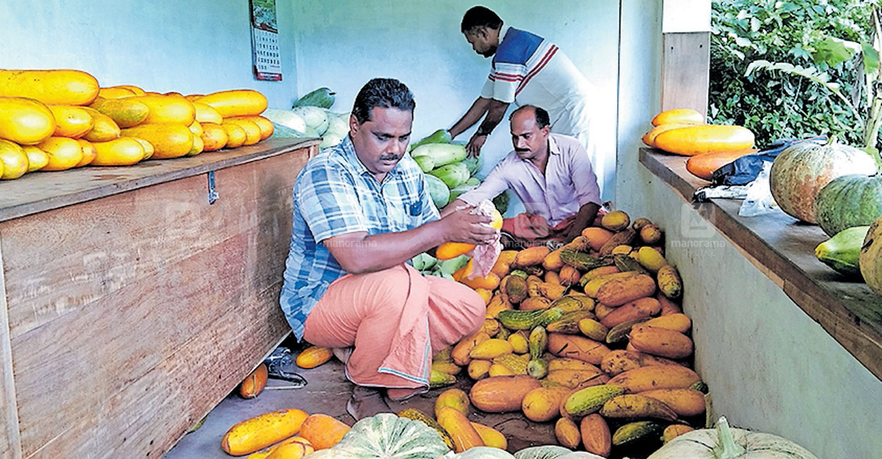3500 കിലോ കുമ്പളൻ, 3000 കിലോ മത്തൻ, 500 കിലോ വെള്ളരി; വാങ്ങാൻ ആളില്ലാത്തതിനാൽ ലോഡ് കണക്കിനു