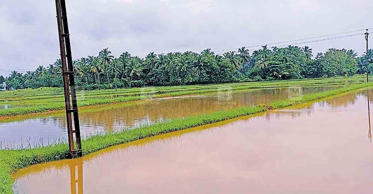 ആലത്തൂരിൽ കനത്ത മഴ; പാടങ്ങൾ വെള്ളത്തിനടിയിൽ | Chances Of Rain In Kerala ...