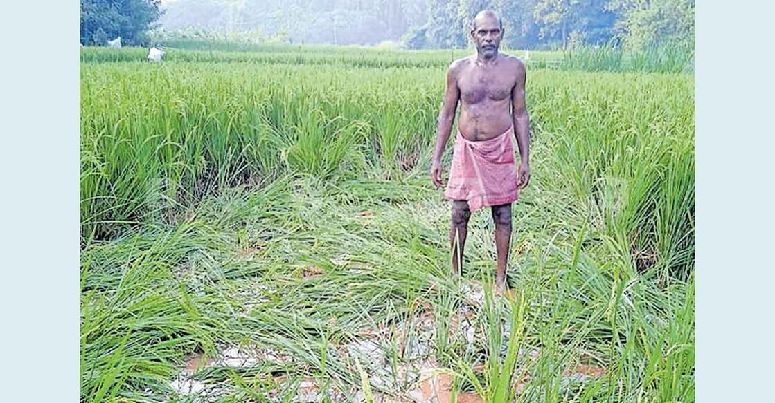 അമ്പലപ്പാറ കണ്ണമംഗലം പാടശേഖരത്തിൽ കാട്ടുപന്നികൂട്ടങ്ങളുടെ അക്രമണത്താൽ നാശങ്ങളുണ്ടായ നെൽപാടം.