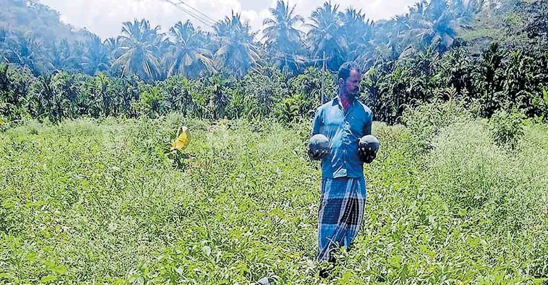 മണികണ്ഠൻ കൃഷിയിടത്തിൽ.  