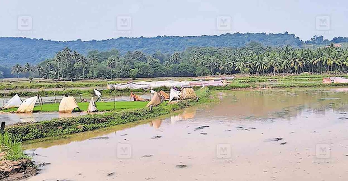 palakkad-wild-boar-attack ചിറ്റിലഞ്ചേരി കോന്നല്ലൂർ പാടശേഖരത്തിൽ പന്നികളിൽ നിന്നു ഞാറ്റടിയെ രക്ഷിക്കാനായി തുണിയും കയറും വലിച്ചു കെട്ടിയിരിക്കുന്നു.