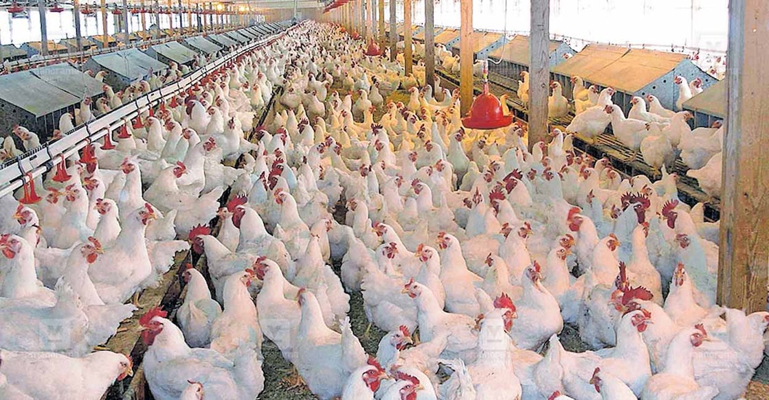 palakkad-poultry-farming പൊള്ളാച്ചി ഊത്തുകുളിയിലെ കോഴിവളർത്തു കേന്ദ്രം.