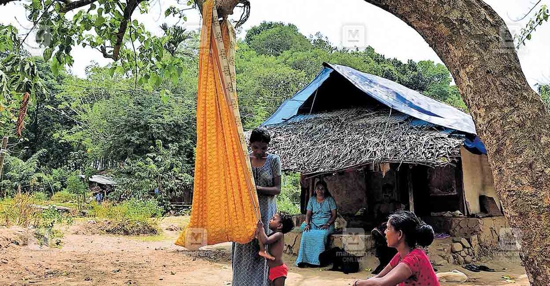 palakkad-tribes തിളയ്ക്കുന്ന തൊട്ടിലിൽ...
ഒന്നര വയസ്സുള്ള കുഞ്ഞിനെ വീടിനു മുന്നിലെ മരച്ചില്ലയിൽ സാരികൊണ്ട് തീർത്ത തൊട്ടിലിൽ കിടത്തി താരാട്ടുപാടി ഉറക്കാൻ ശ്രമിക്കുകയാണ് അകമലവാരം എലവുത്താൻപാറ ആദിവാസി കോളനിയിലെ നീതുമണി. തൊട്ടിൽ കെട്ടാനുള്ള ഉറപ്പുപോലുമില്ലാത്ത മേൽക്കൂരകളുള്ള ആറു വീടുകളിലാണ് ഈ കോളനിയിലെ ആളുകൾ പിഞ്ചുകുഞ്ഞുങ്ങളുമായി താമസിക്കുന്നത്. പകൽ സമയങ്ങളിൽ പോലും കാട്ടാനയും പുലിയും ഇറങ്ങുന്ന പ്രദേശമായതിനാൽ പേരക്കിടാവിനും മകൾക്കും മരച്ചുവട്ടിൽ കാവലിരിക്കുകയാണ് അമ്മ ഉഷ. കഴിഞ്ഞ ദിവസം കോളനിയുടെ സമീപം പുലി ഇറങ്ങി പശുവിനെ പിടിച്ചിരുന്നു.
ചിത്രം: മനോരമ