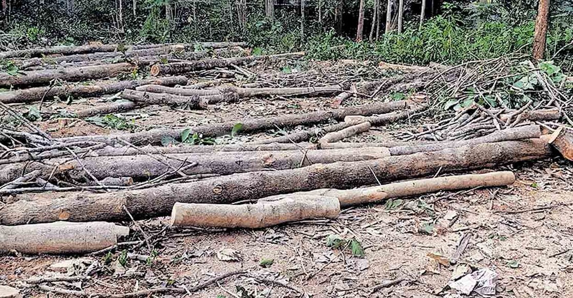 palakkad-wood കോങ്ങാട് അഗ്നി രക്ഷാ കേന്ദ്രം നിർമിക്കാൻ മരം മുറിച്ചു നീക്കിയപ്പോൾ.