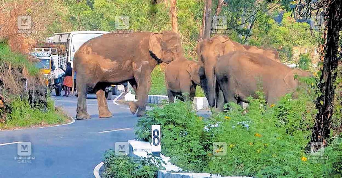 വാൽപാറ-പൊള്ളാച്ചി റോഡിൽ അയ്യർപാടി എസ്റ്റേറ്റിൽ കുട്ടിയോടൊപ്പം എത്തിയ കാട്ടാനക്കൂട്ടം.   
