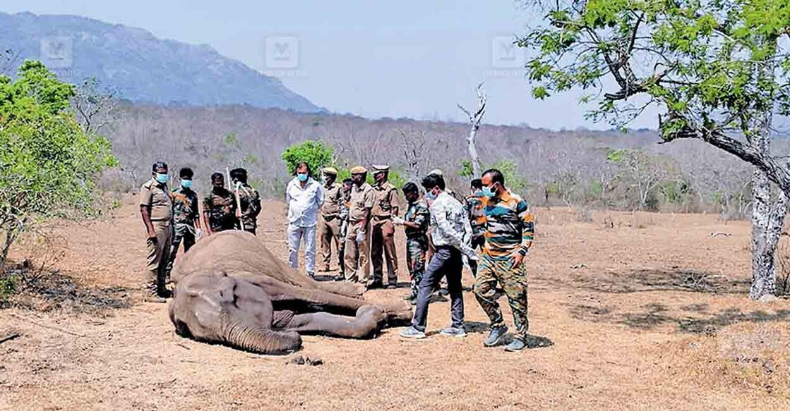 


മസിനഗുഡിക്കു സമീപം കണ്ടെത്തിയ കാട്ടാനയുടെ ജഡം വനപാലകർ പരിശോധിക്കുന്നു.   