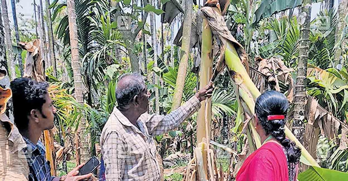 ഉഷ്ണതരംഗത്തിലെ കൃഷിനാശം കണക്കാക്കാൻ വിദഗ്ധസംഘം  അട്ടപ്പാടിയിലെ കുരുമുളക് തോട്ടത്തിൽ.  