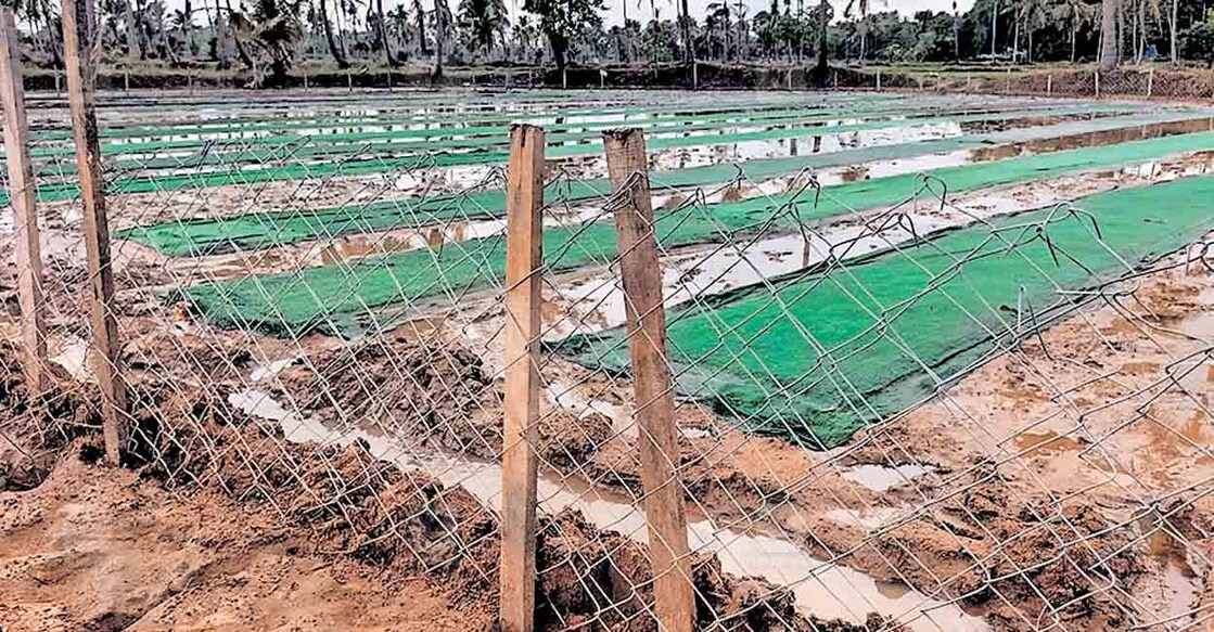 palakkad-kinassery-farming
കിണാശ്ശേരി സെൻട്രൽ പാടശേഖരത്തിൽ യന്ത്ര നടീലിനുള്ള ഞാറ്റടി പാകി ചുറ്റും കമ്പിവേലി കെട്ടിയിരിക്കുന്നു. വിത്ത് പക്ഷികൾ കൊത്തിക്കൊണ്ടു പോകുന്നതു തടയാൻ മുകളിൽ വലയിട്ടിരിക്കുന്നതും കാണാം. ഞാറ്റടി മുളച്ചു തുടങ്ങുന്നതോടെ വല മാറ്റും.