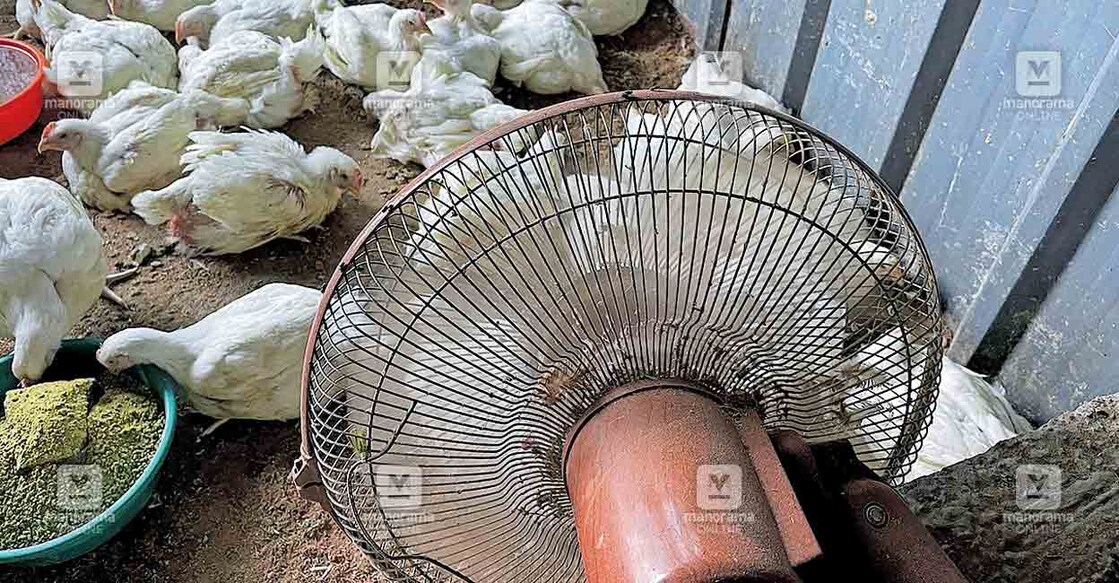 ചിക്കൻസ്റ്റാളിൽ വിൽപനയ്ക്കെത്തിച്ച ഇറച്ചിക്കോഴികളെ ചൂടിൽ നിന്നു രക്ഷിക്കാൻ കൂട്ടിൽ ഫാൻ വച്ചിരിക്കുന്നു. എഴക്കാടു നിന്നുള്ള കാഴ്ച.   