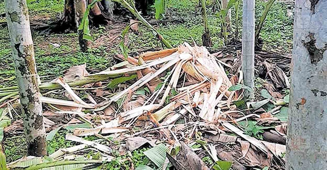 എടത്തനാട്ടുകര മുണ്ടക്കുന്ന് ഭാഗത്ത് ഇന്നലെ കാട്ടാനകൾ നശിപ്പിച്ച വാഴകൾ.  
