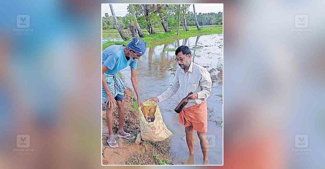 കോഴിക്കാട് പാടശേഖര സമിതി സെക്രട്ടറി പങ്കജാക്ഷൻ തോട്ടത്തിലിന്റെ കൃഷിയിടത്തിൽ കിടന്നിരുന്ന കുപ്പികൾ ചാക്കിലേക്കു പെറുക്കി മാറ്റുന്നു.  
