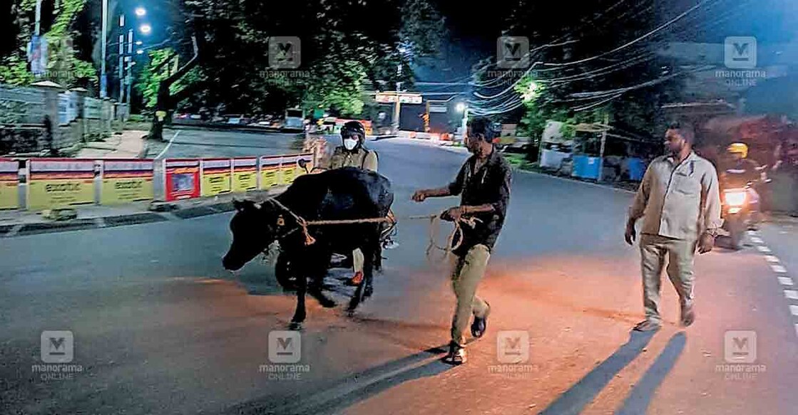 പാലക്കാട് നഗരത്തിൽ രാപകൽ വ്യത്യാസമില്ലാതെ അലഞ്ഞുതിരിയുന്ന കന്നുകാലികളെ നഗരസഭ ആരോഗ്യ വിഭാഗത്തിന്റെ നേതൃത്വത്തിൽ പിടിച്ചുകെട്ടുന്നു