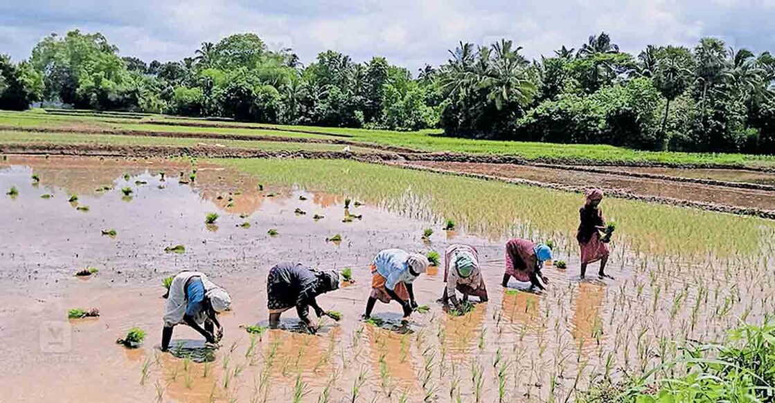 ഒന്നാം വിള നടീൽ ആരംഭിച്ച കോട്ടായി കാളികാവ് പാടശേഖരം. 