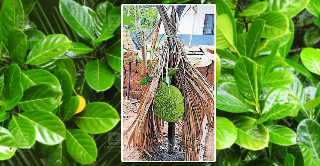 Jackfruit-tree-malappuram