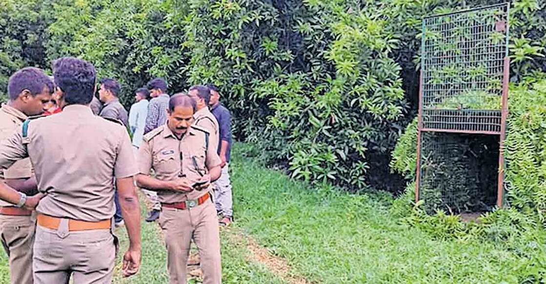 palakkad-cage-set-up-to-catch-a-tiger വനം വകുപ്പ് കൊല്ലങ്കോട് പഞ്ചായത്തിലെ കൊശവൻകോട് ഭാഗത്തു പുലിയെ പിടികൂടാനായി സ്ഥാപിച്ച കൂട്
