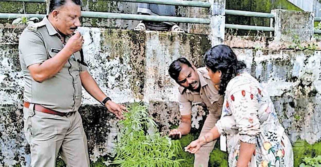 മംഗലംഡാം അണക്കെട്ട് പരിസരത്തു കണ്ടെത്തിയ കഞ്ചാവു ചെടി എക്സൈസ് സംഘം പരിശോധിക്കുന്നു