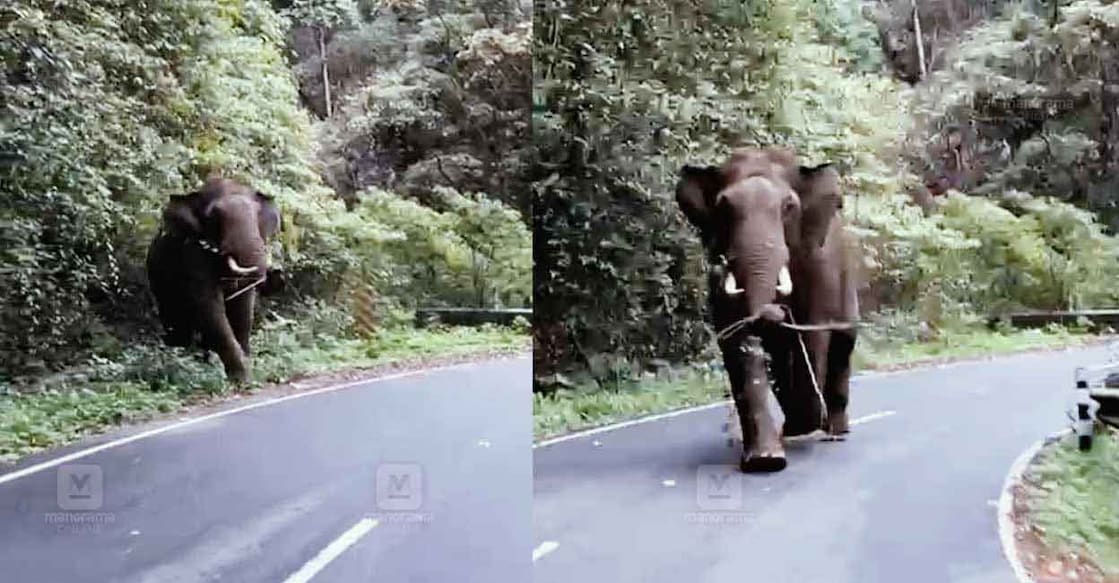 wild-elephant-rushed-towards-tourists-vehicle-1