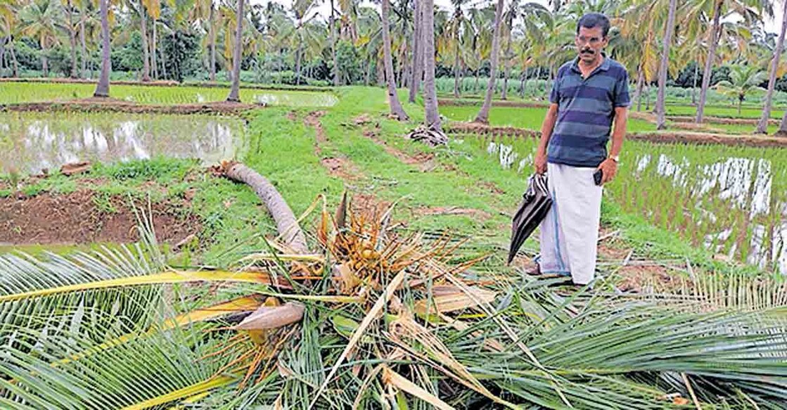 കൊല്ലങ്കോട് പുത്തൻപാടത്തെ സി.നരേന്ദ്രന്റെ കൃഷിയിടത്തെ തെങ്ങ് കാട്ടാന നശിപ്പിച്ച നിലയിൽ. 
