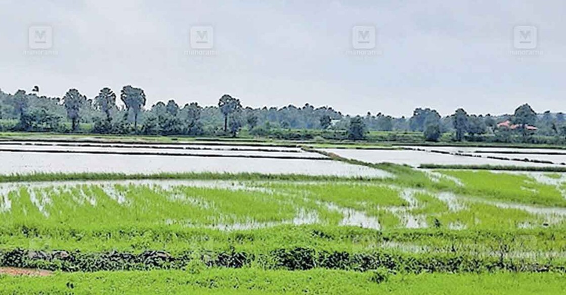 


കനത്ത മഴയെ തുടർന്നു കഞ്ചിക്കോട് ചെല്ലങ്കാവ് പാടശേഖരസമിതിയിലെ പൂണ്ടിപ്രദേശത്ത് വെള്ളം നിറഞ്ഞ നെ‍ൽപാടങ്ങൾ