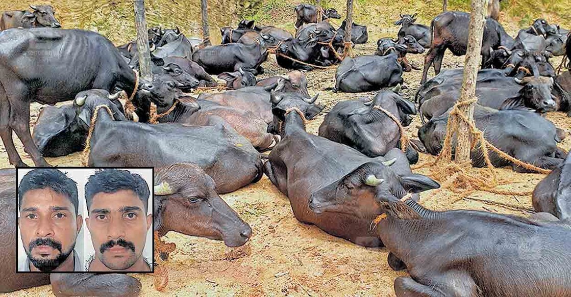 വടക്കഞ്ചേരി ദേശീയപാതയിൽ കണ്ടെയ്നർ ലോറി തടഞ്ഞു കവർന്ന പോത്തുകളെ കിഴക്കഞ്ചേരി വേങ്ങശ്ശേരിയിലെ ആളൊഴിഞ്ഞ പറമ്പില്‍ കെട്ടിയിരിക്കുന്നു, (ഇൻസെറ്റിൽ, അറസ്‌റ്റിലായ ബി.ഷമീർ, ബി.ഷജീർ ) 