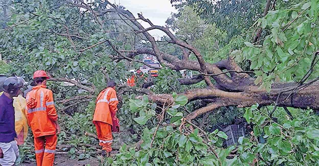 കണ്ണിയംപുറത്തു പാലക്കാട്–കുളപ്പുള്ളി പ്രധാന പാതയ്ക്കു കുറുകെ മരം വീണ നിലയിൽ.   