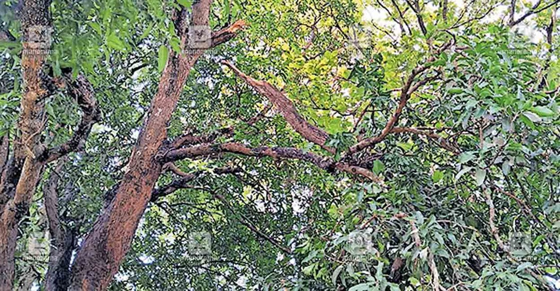 palakkad-tree-8 ലക്കിടി പ്രാഥമികാരോഗ്യകേന്ദ്രത്തിൽ പൊട്ടി വീണ മരക്കൊമ്പ് തങ്ങിനില്ക്കുന്നു.