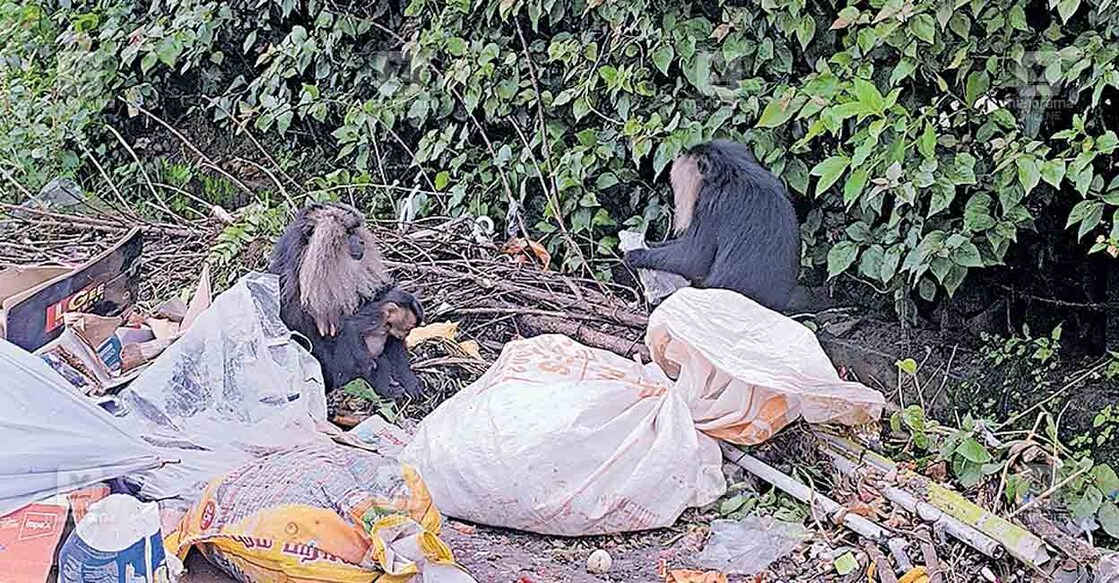 lion-tailed-macaque വാൽപാറയിൽ റോഡരികിൽ നാട്ടുകാർ തള്ളിയ മാലിന്യങ്ങൾക്കിടയിൽ ഭക്ഷണം തിരയുന്ന സിംഹവാലൻ കുരങ്ങുകൾ.
