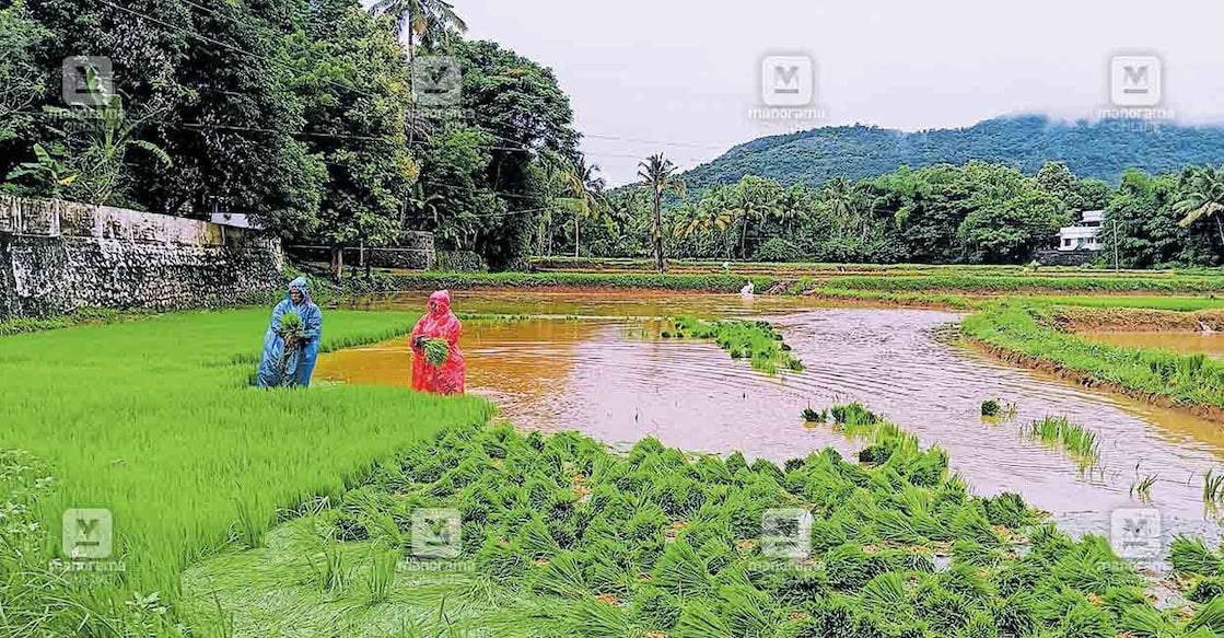 palakkad-seed-pending-10 ആലത്തൂരിൽ നടീലിനായി ഞാറ്റടിയിൽ നിന്നു ഞാർ പറിക്കുന്നു.