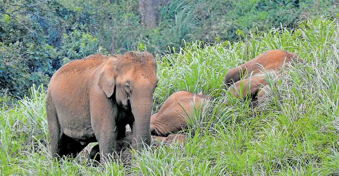 പന്തല്ലൂരിലെ എലിയാസ് കടയിലെ മലനിരകളിൽ ഉറങ്ങുന്ന ആനകൾക്കു കാവൽ നിൽക്കുന്ന മറ്റൊരു ആന.  
