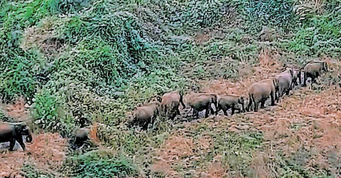 palakkad-elephant കഞ്ചിക്കോട് വല്ലടിയിലെ വനയോരമേഖലയിലെത്തിയ കാട്ടാനക്കൂട്ടം.