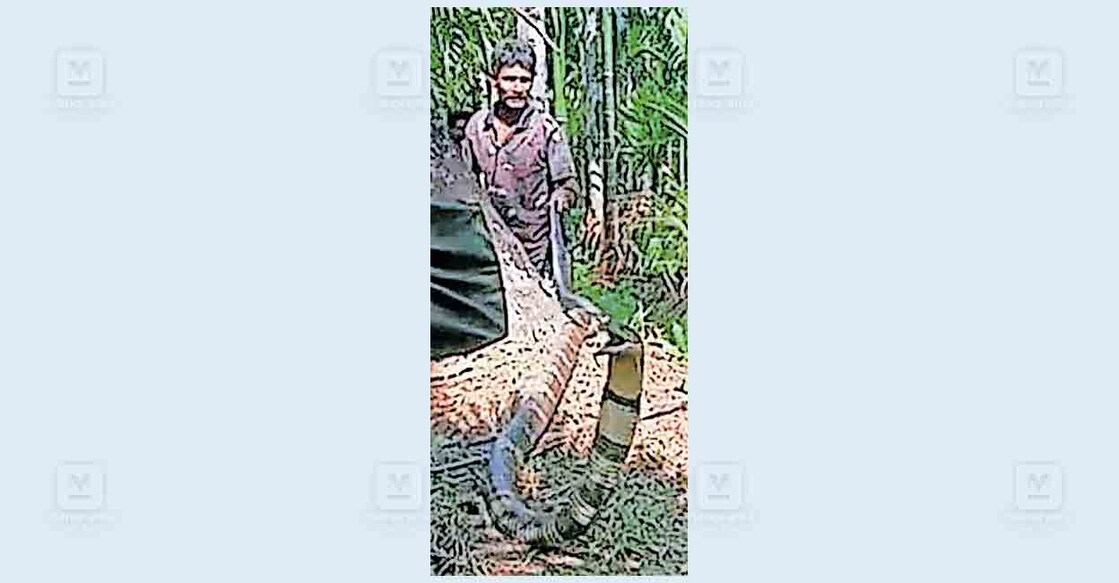 palakkad-snake
ഇരുമ്പകച്ചോലയിൽ സ്വകാര്യ വ്യക്തിയുടെ തോട്ടത്തിൽ നിന്നു പിടികൂടിയ രാജവെമ്പാല.