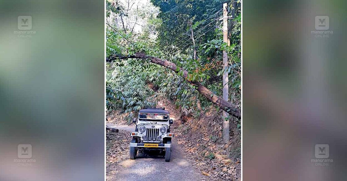 തളികക്കല്ല് റോഡിൽ മരം വീണ് വൈദ്യുതി ലൈനിൽ തങ്ങി നിൽക്കുന്നു.  
