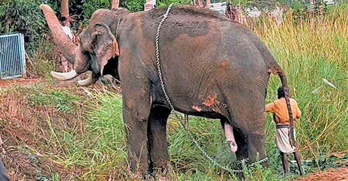  ഭാരതപ്പുഴയിലേക്ക് ഇറങ്ങിയപ്പോൾ ഇടഞ്ഞ് പരിഭ്രാന്തി പടർത്തിയ അയ്യപ്പത്ത് ബാലകൃഷ്ണൻ എന്ന കൊമ്പൻ.  

