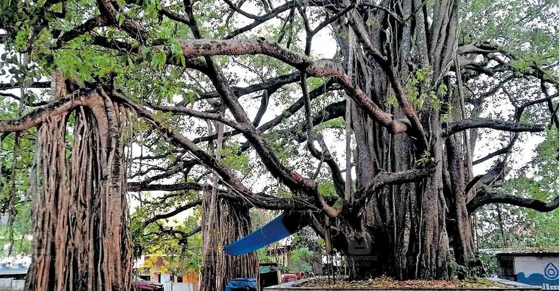 

ഒറ്റപ്പാലം കോടതി വളപ്പിലെ ആൽമരം.  
