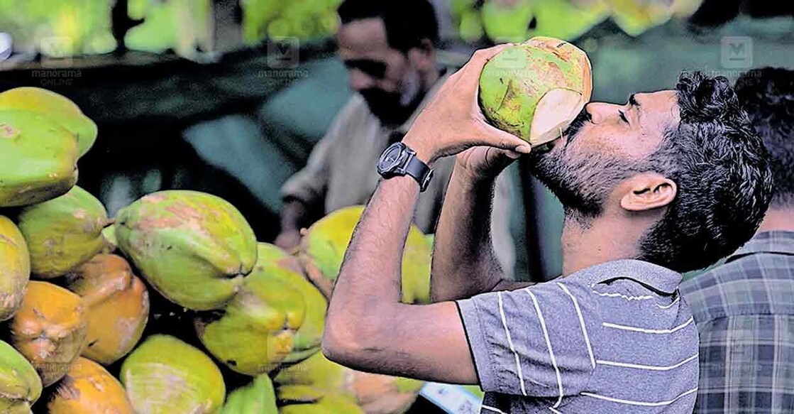 കടുത്ത ചൂടിൽ ദാഹം ശമിപ്പിക്കാനായി കരിക്കിൻവെള്ളം കുടിക്കുന്ന യുവാവ്. പാലക്കാട് കോട്ടമൈതാനത്തു സമീപം നിന്നുള്ള കാഴ്‌ച. 
ചിത്രം: മനോരമ  
