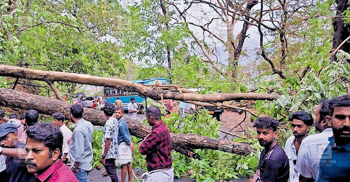 
പോത്തുണ്ടി – നെല്ലിയാമ്പതി ചുരംപാതയിൽ കുണ്ട്റുചോലയ്ക്കു സമീപം വീണ മരങ്ങൾ.  