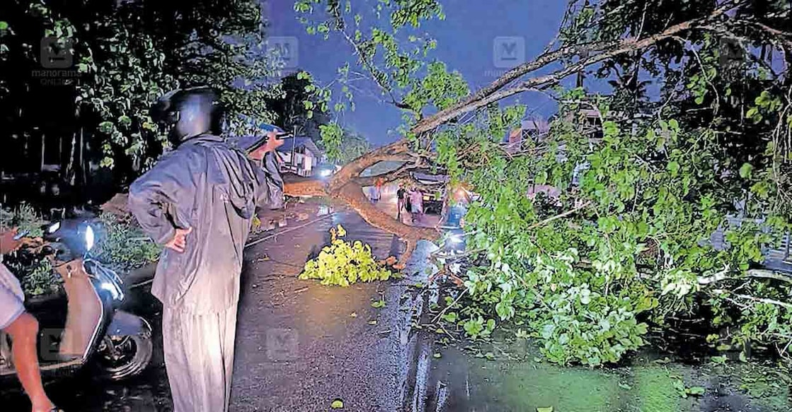 pattambi-road-rain-damage കൂറ്റനാട് പട്ടാമ്പി പാതയിൽ വാവന്നൂരിൽ റോഡിലേക്ക് വീണ മരം