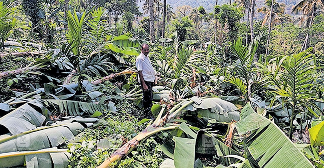 ഞായർ വൈകിട്ട് ഏഴോടെയുണ്ടായ ശക്തമായ കാറ്റിൽ താവളം അടിയകണ്ടിയൂരിൽ അബ്ദുൽ ഷെറീഫിന്റെ നേന്ത്രവാഴകൾ ഒടിഞ്ഞു വീണ നിലയിൽ.