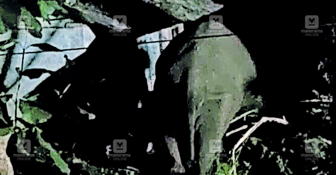 palakkad-elephant-attack
കഞ്ചിക്കോട് പയറ്റുകാട് വീടിനു മുന്നിൽ നിലയുറപ്പിച്ച പി.ടി–14
എന്ന കാട്ടാന.
