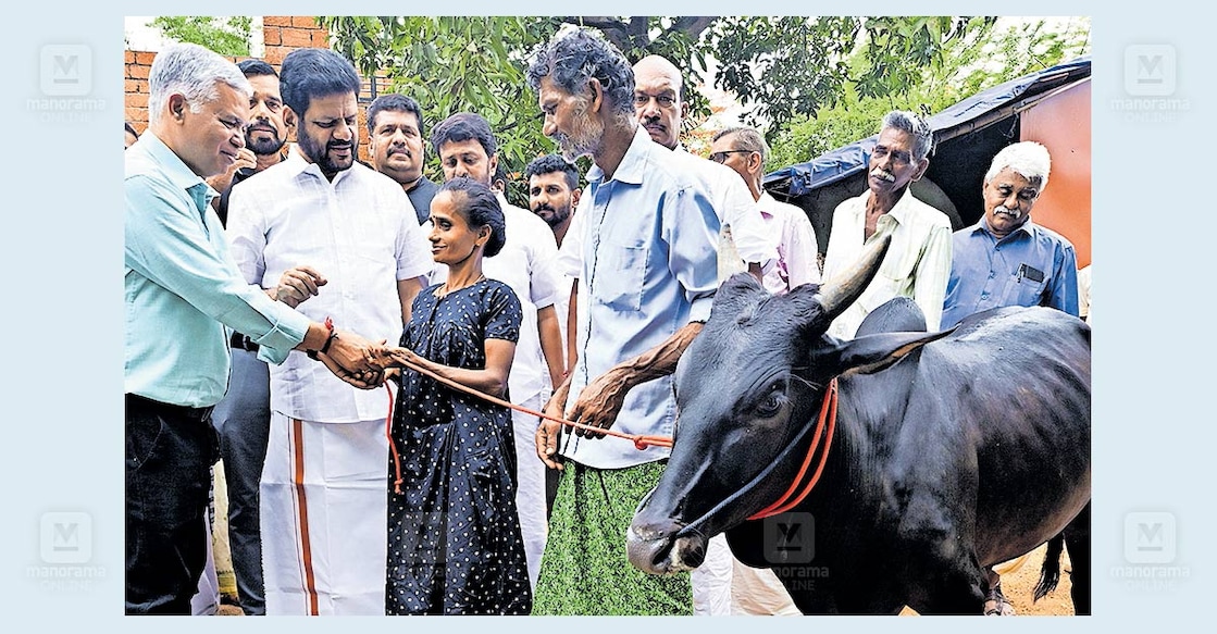 palakkad-farmer-receives-cattle-donation മലമ്പുഴയിൽ ട്രെയിൻ തട്ടി 9 പശുക്കൾ നഷ്ടപ്പെട്ട ക്ഷീരകർഷകൻ അനന്തന് വി.കെ.ശ്രീകണ്ഠൻ
എംപിയുടെ നേതൃത്വത്തിൽ കന്നുകാലികളെ സമ്മാനിച്ചപ്പോൾ. 3 പശുക്കളെയും രണ്ടുകാളകളെയുമാണ് അനന്തകൃഷ്ണനു കൈമാറിയത്. ചിത്രം: മനോരമ