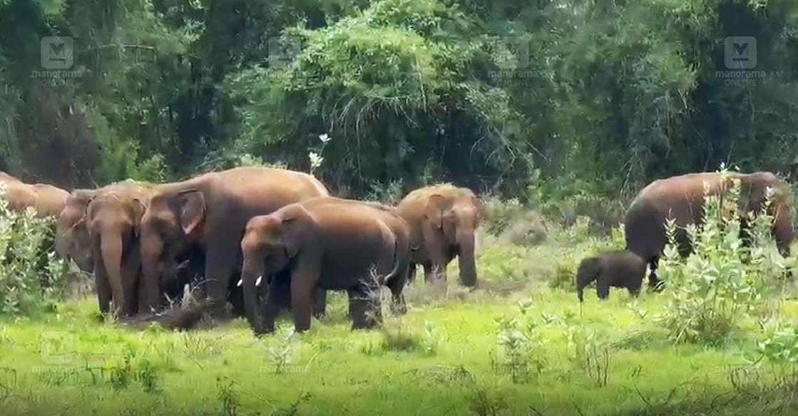 pkd-elephant-attack pkd-elephant-attack