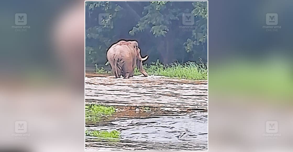 churali-komban ആറങ്ങോട്ടുകുളമ്പിൽ ജനവാസമേഖലയിൽ നിന്നു കോരയാർ പുഴ കടക്കുന്ന ചുരുളിക്കൊമ്പൻ.