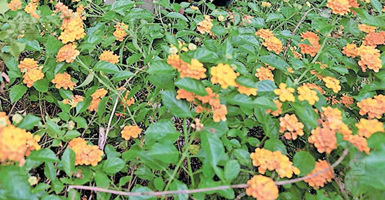 പൂവിളി ഉയരുന്നു...; പൂക്കളമൊരുക്കാൻ നാടും നഗരവും പൂക്കൾ തേടി പായുന്നു...
