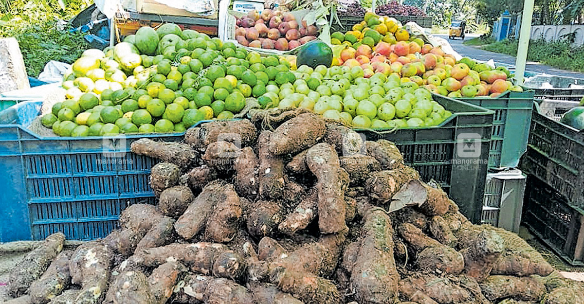 താരപ്പകിട്ടിൽ ചീമച്ചേമ്പ്; കിലോഗ്രാമിന് 50 രൂപ, ചില ഇടങ്ങളിൽ 4 കിലോ 100 ...
